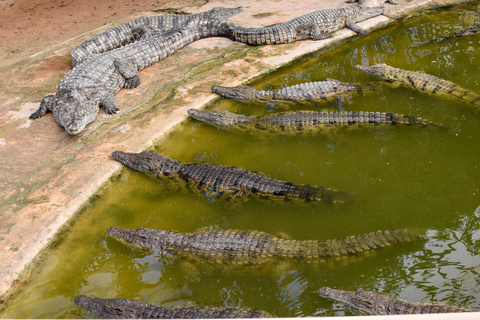 Djerba: Carriage Ride to Crocodil Park.