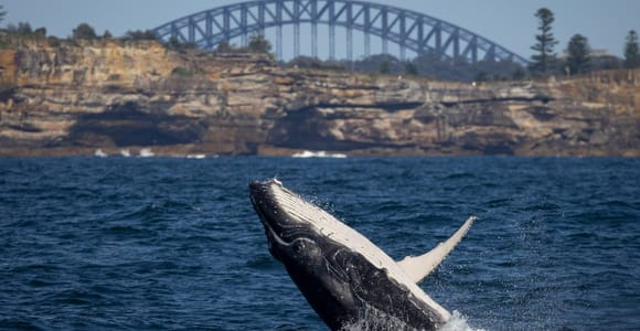 Sydney: Whale Watching Cruise and Taronga Zoo Explorer