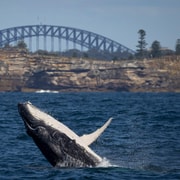 Sydney: Whale Watching Cruise and Taronga Zoo Explorer