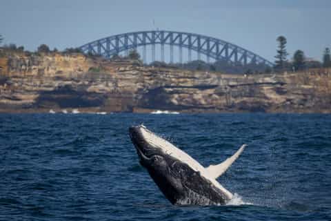 シドニー：クジラウォッチングクルーズとタロンガ動物園パッケージ