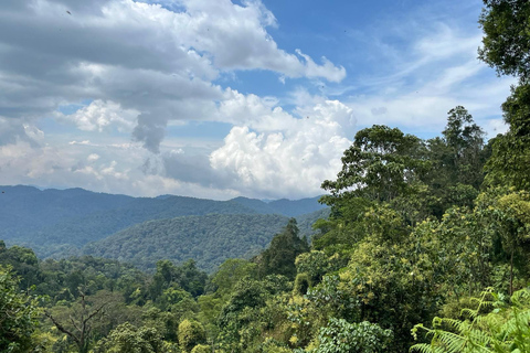 3 days Gorilla tracking in Bwindi Forest in Uganda