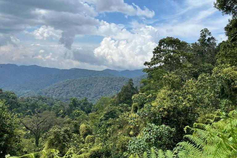 3 days Gorilla tracking in Bwindi Forest in Uganda