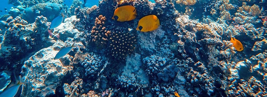 Île de Mafia : excursion de plongée avec tuba au banc de sable de Sefu avec déjeuner