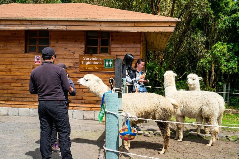 Cotopaxi: All-Inclusive Sightseeing Tour with Visit to Limpiopungo Lagoon Cotopaxi: All-Inclusive Sightseeing Tour with a Visit to Laguna de Limpiopungo
