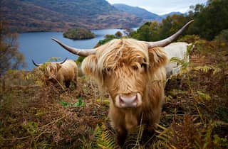 Loch Lomond, Stirling Castle und die Kelpies: Private Tour