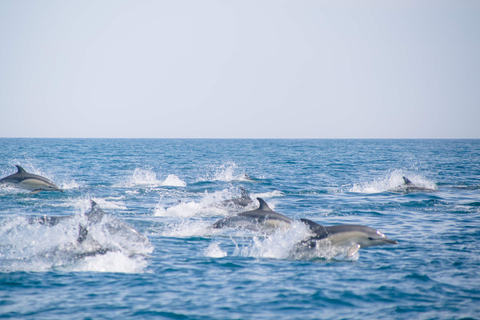 Portimão: Benagil Caves & Dolphins Watching with Biologist