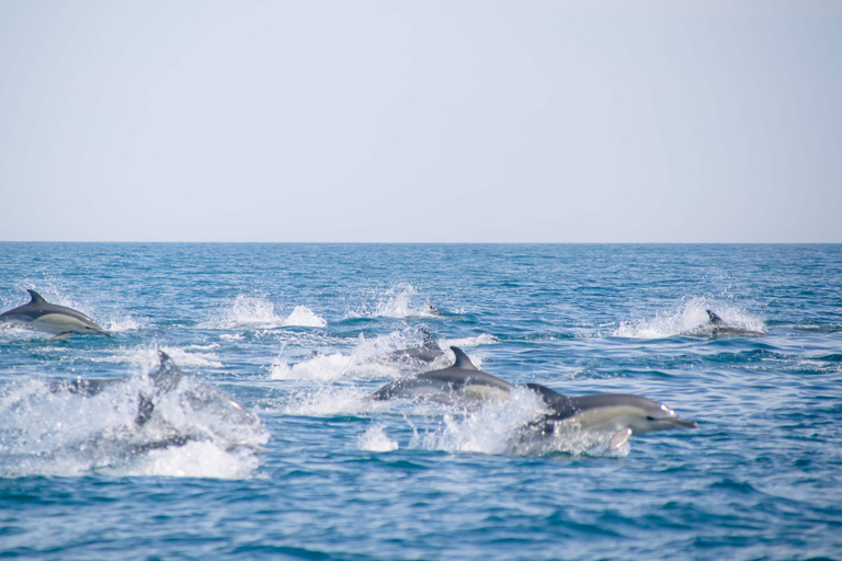 Portimão: Benagil Caves & Dolphins Watching with Biologist