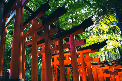 Kyoto & Nara: Fushimi Inari, Sacred Deer & Heritage Tour Group Tour