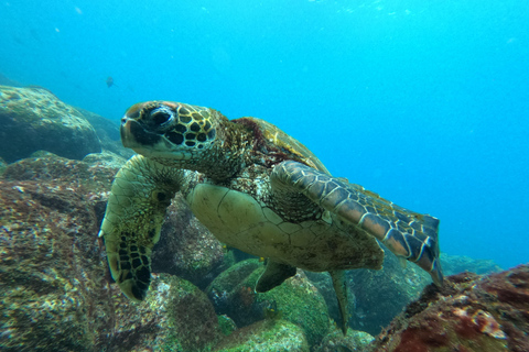 From Puerto Ayora: Isabela Island & Tintorera Islet Day Tour From Puerto Ayora: Isabela Island & Tintorera Islet Day tour