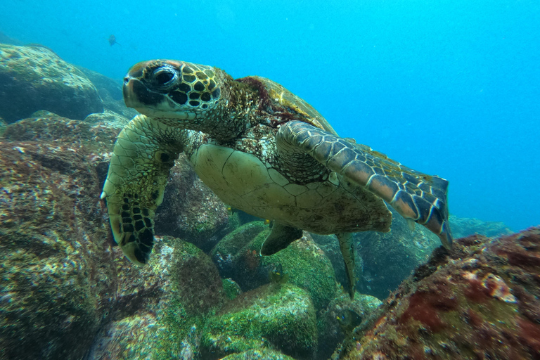 From Puerto Ayora: Isabela Island & Tintorera Islet Day Tour From Puerto Ayora: Isabela Island & Tintorera Islet Day tour