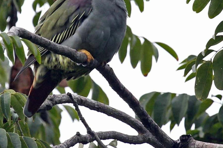 Dzień w raju: odkryj magię wyspy Pemba