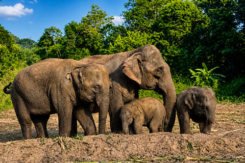 Jaipur: Elephant Village (Sanctuary) Attraction