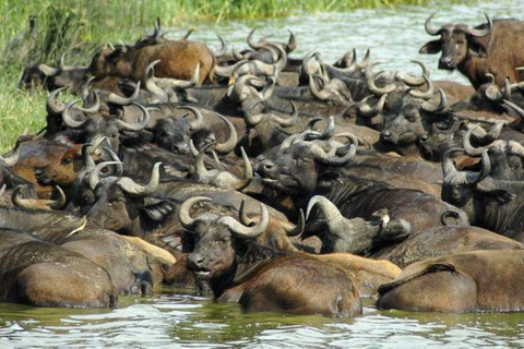 Au départ de Kampala : Safari de 3 jours dans le parc national Queen Elizabeth