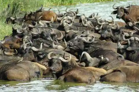 Desde Kampala: Safari de 3 días por el Parque Nacional Queen Elizabeth