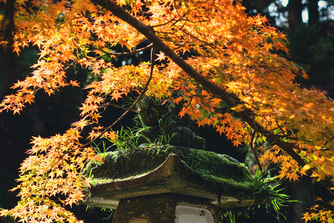 Nara, Kyoto, and Osaka Hidden Culture Day Tour