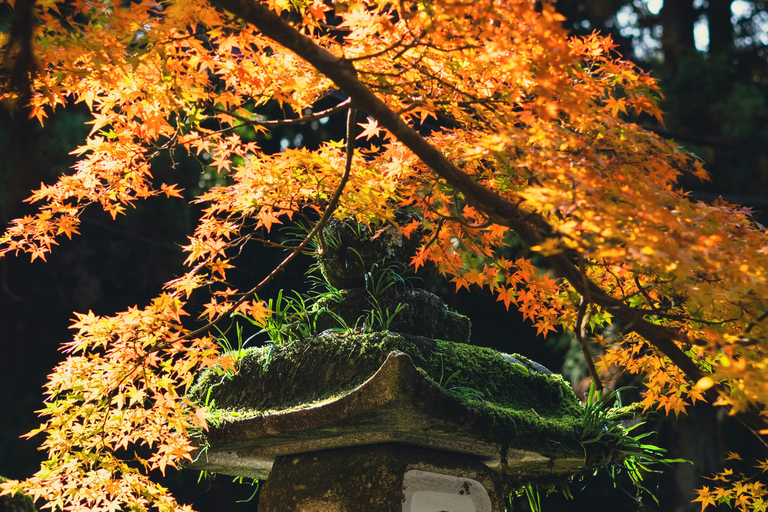 Nara, Kyoto, and Osaka Hidden Culture Day Tour