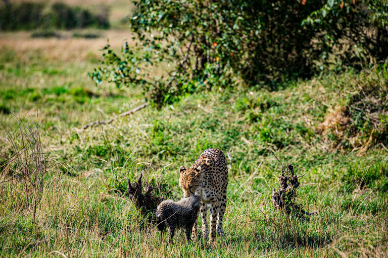 Arusha: 6-Day Safari to Tarangire, Serengeti, and Ngorongoro