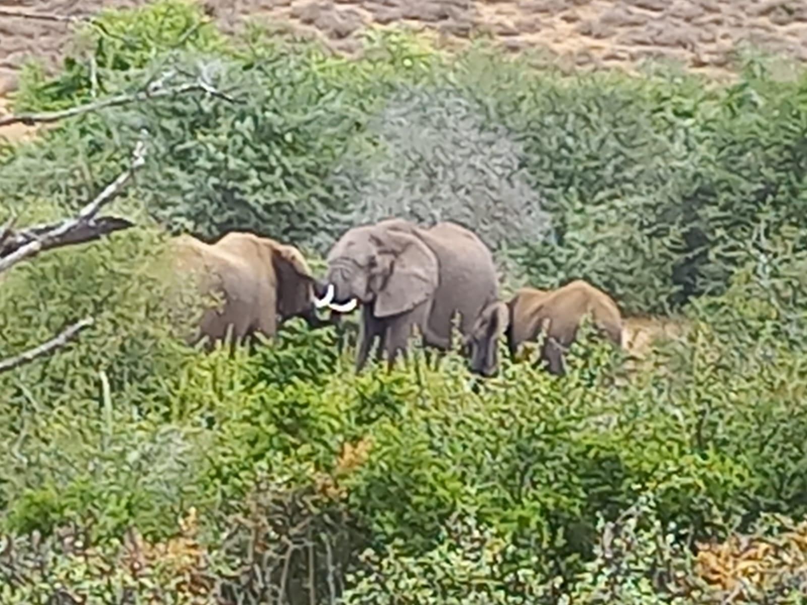 Addo Elefanten-Nationalpark und Landausflug mit Mittagessen