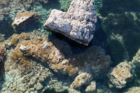 Golfo Aranci: transparent or traditional kayak, dolphins, and aperitif Sunset Tour in a Traditional Kayak with Aperitivo and Dolphins