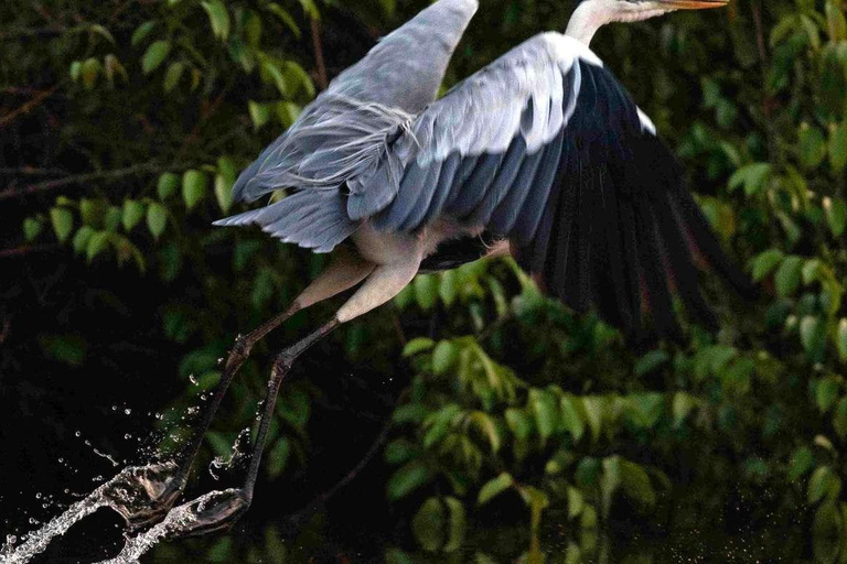 Puerto Maldonado : Trek du Tambopata 3 jours 2 nuits