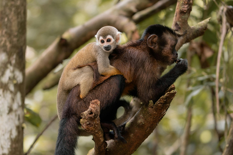Iquitos: City Tour with Canoe Ride and Quistococha Zoo