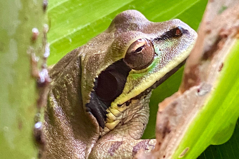 Parc Manuel Antonio : Visite guidée à pied avec un naturalisteVisite privée