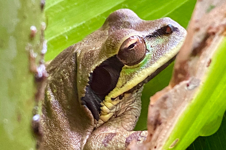 Parc Manuel Antonio : Visite guidée à pied avec un naturalisteVisite privée