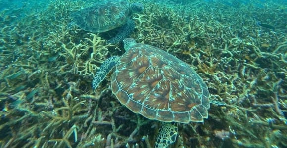 From Koh Samui: Snorkeling Trip to Koh Tao & Koh Nang Yuan