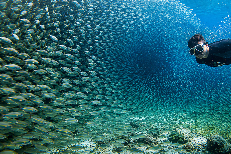 Cebu: Whale Sharks, Sumilon & Pescador Island Tour