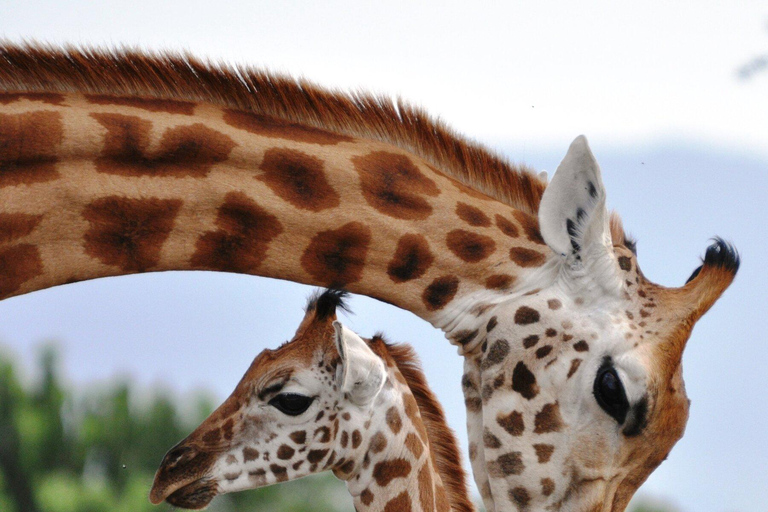Nairobi:1-Day Lake Nakuru Flamingos & Rhino Sanctuary Safari