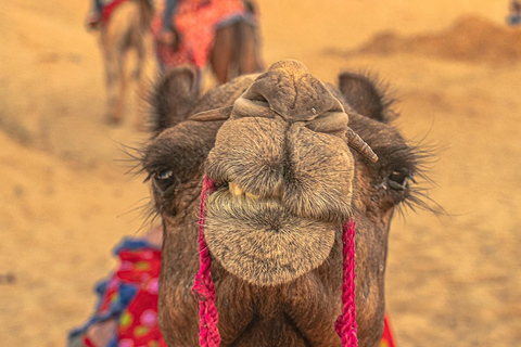 Depuis Jaipur : Ajmer Pushkar Visite privée en taxi avec guideVisite privée d&#039;Ajmer Pushkar en taxi