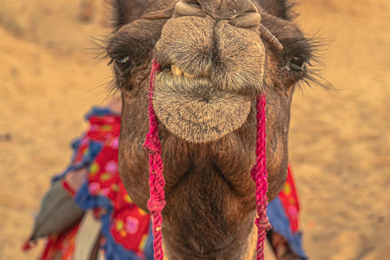 Depuis Jaipur : Ajmer Pushkar Visite privée en taxi avec guideVisite privée d&#039;Ajmer Pushkar en taxi