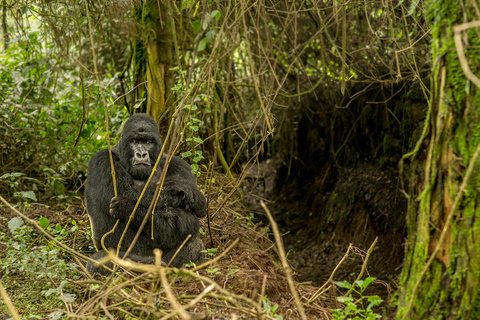 Tagestour: Gorillatrekking in Musanze