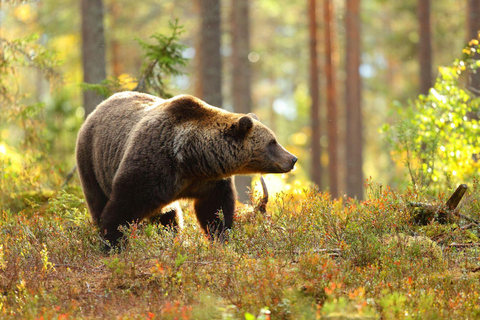 Pole lodowe: lodowiec Crowfoot, jezioro Bow-Peyto i Marble Canyon