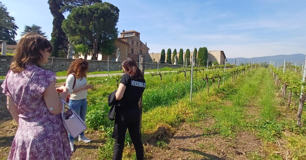 Milano Iseos en Og Franciacorta ving rdstur Med Vinsmagning GetYourGuide milano-iseos-en-og-franciacorta-ving-rdstur-med-vinsmagning-getyourguide