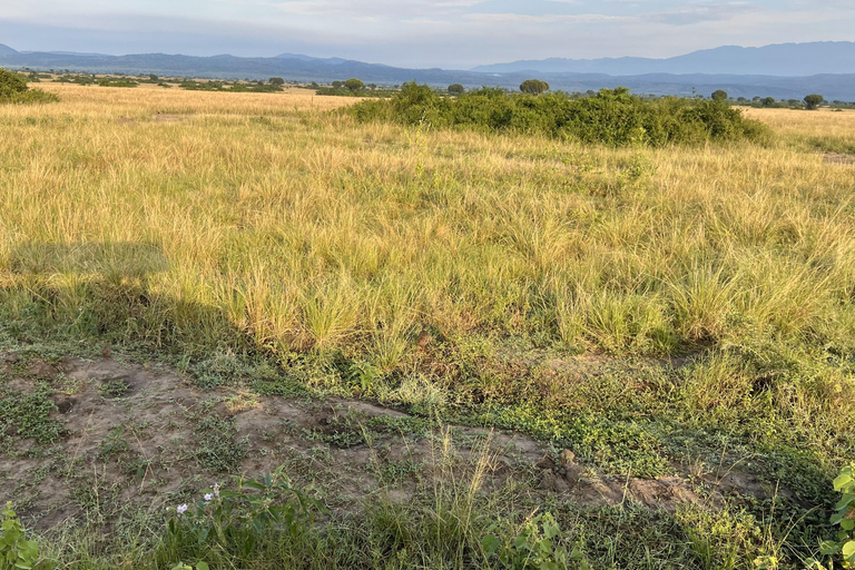 Kasese: 3 Day Queen Elizabeth Classic Safari & Boat Safari