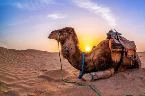 Doha: Desert Safari, ATV/Quad, Camel Ride & Inland Sea Tour Doha: Private Desert Safari with Camel Ride and Dune Bashing