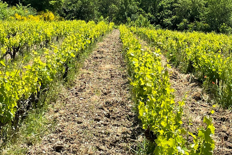 Gigondas & Châteauneuf-du-Pape: exceptional wine & terroir tasting