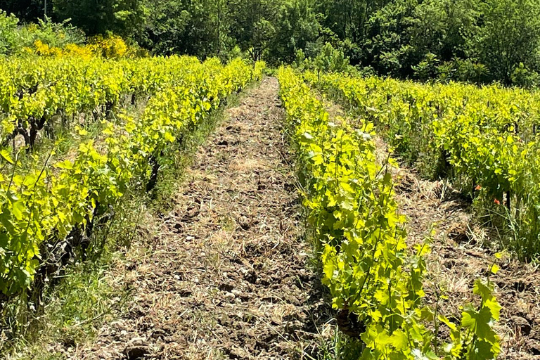 Gigondas & Châteauneuf-du-Pape: exceptional wine & terroir tasting