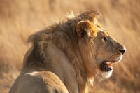2 Tage Wunder in Tarangire NP und Ngorongoro Crater - Housity