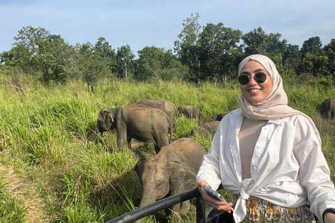 From Kandy: Sigiriya Rock & Minneriya Safari by Luxury Car