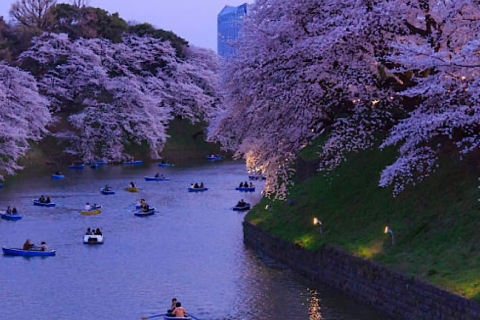 1 day Tokyo tour: Customizable (up-to 6 persons) Tokyo day trip: Recommended and customized (up-to 5 people)