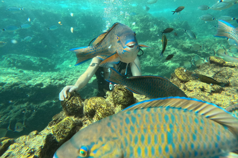 Alanya: Turtle Island Scuba Diving (2 Dives) Private group option