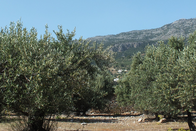 Creta: Experiência no trilho das oliveiras com prova e aula de culinária