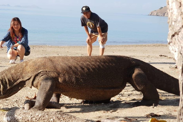 From Kopang: Komodo Island & Whale Shark Trip 4-Day Trip