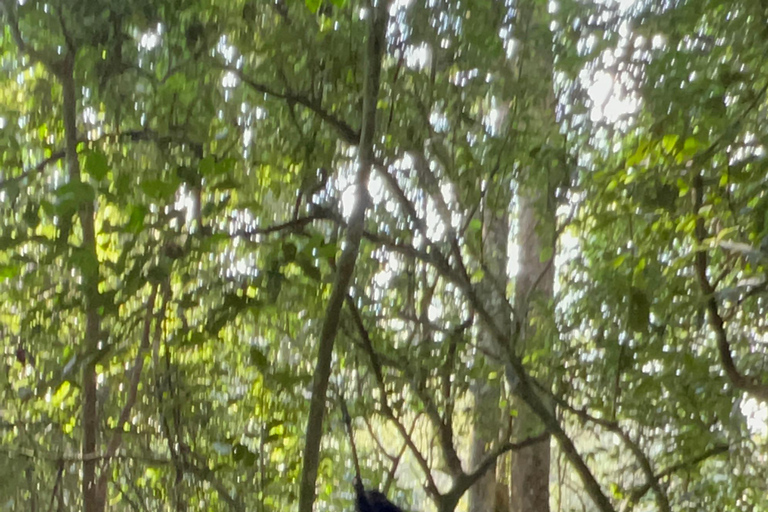 Excursion d&#039;une journée au lac Bunyonyi et dans la forêt de Kalinzu pour un trekking avec les chimpanzés