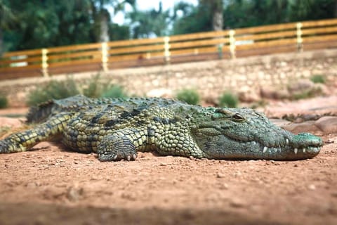 Agadir: Exploración del Crocoparc con Guía y Traslado al Hotel