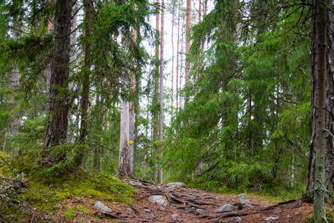 Experiência de caminhada no Parque Nacional Nuuksio saindo de Helsinque