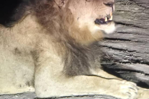 Nairobi National Park Night Safari with Armed Rangers