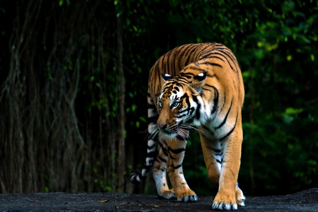 From Agra: 5-Day Rajasthan Tour with Ranthambore